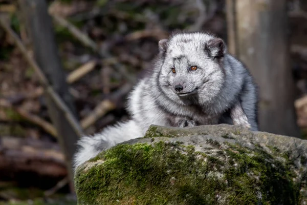 Nahaufnahme Eines Weißen Wolfes Wald — Stockfoto