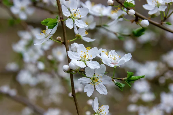 Білі Квіти Яблуні Навесні — стокове фото