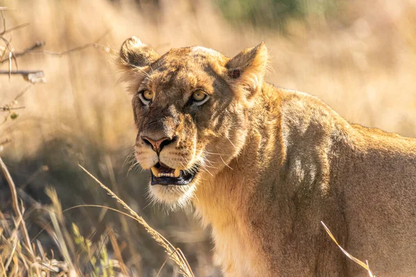 Leão Macho Savana África — Fotografia de Stock