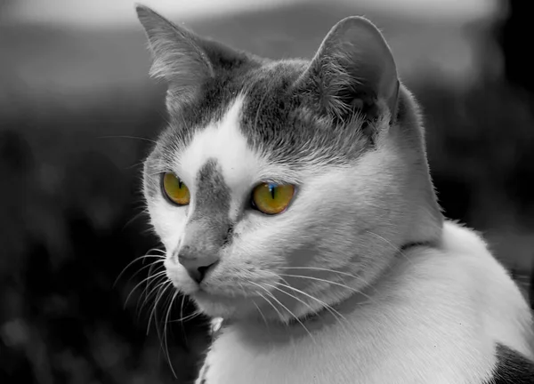 Schwarz Weiße Katze Mit Einem Schönen Gesicht — Stockfoto