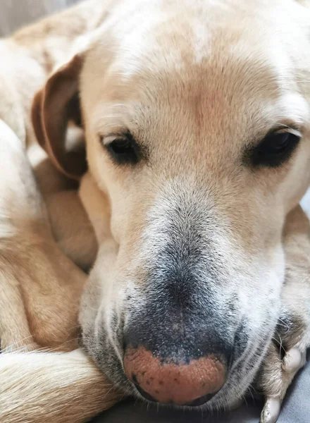 Портрет Милой Собаки Крупным Планом — стоковое фото