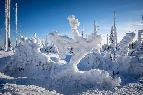 雪に覆われた木々の冬の風景 — ストック写真