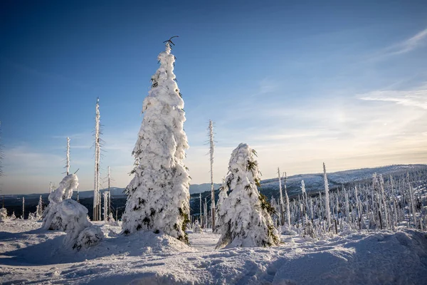 Vackert Vinterlandskap Med Snötäckta Träd — Stockfoto