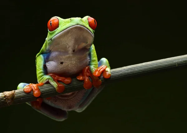红青蛙在自然背景的树枝上 — 图库照片