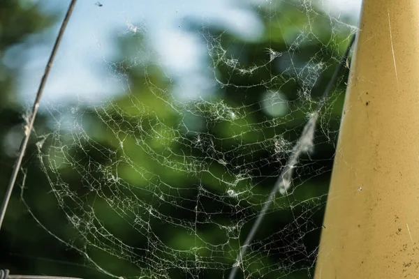 Павутина Фоні Вікна — стокове фото
