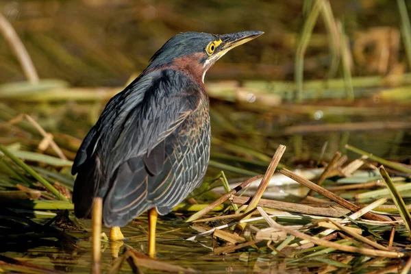 Schöne Aufnahme Eines Vogels Natürlichem Lebensraum — Stockfoto