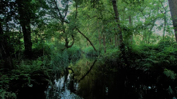 Belle Vue Sur Empreinte Forêt — Photo