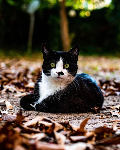 Ασπρόμαυρη Γάτα Στο Πάρκο — Φωτογραφία Αρχείου
