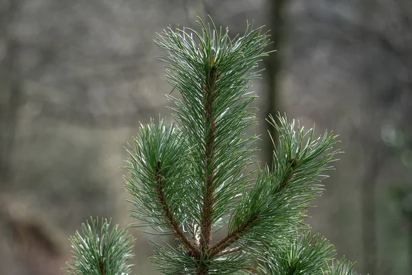Borovicová Větev Zelenými Jehlicemi — Stock fotografie