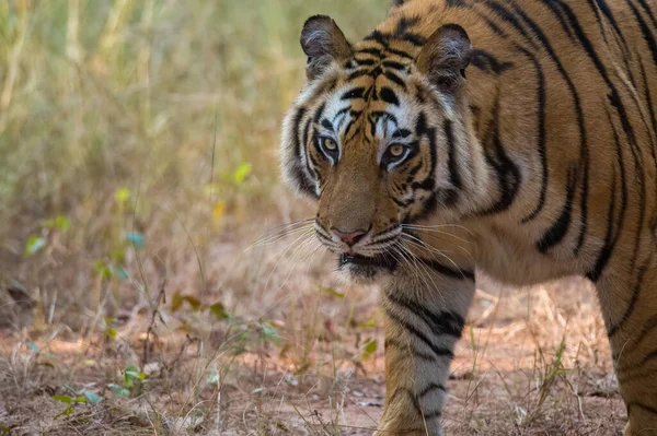 Vista Perto Tigre Selvagem Natureza — Fotografia de Stock