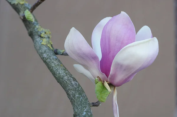 Belles Fleurs Magnolia Rose Dans Jardin — Photo