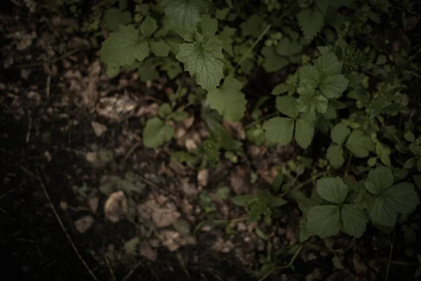 Zielone Liście Lesie — Zdjęcie stockowe