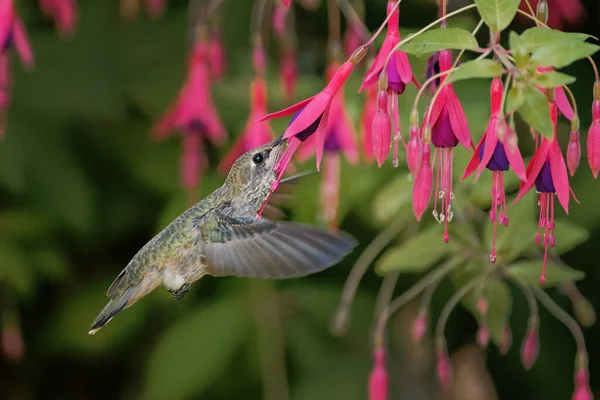 Mooie Opname Van Vogel Natuurlijke Habitat — Stockfoto