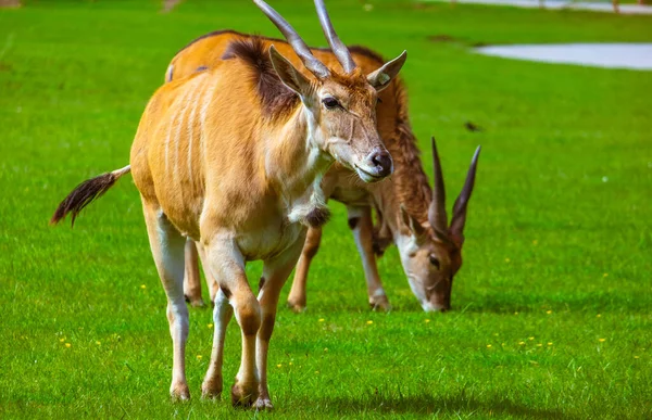 Uma Manada Cabras Pastando Pasto — Fotografia de Stock