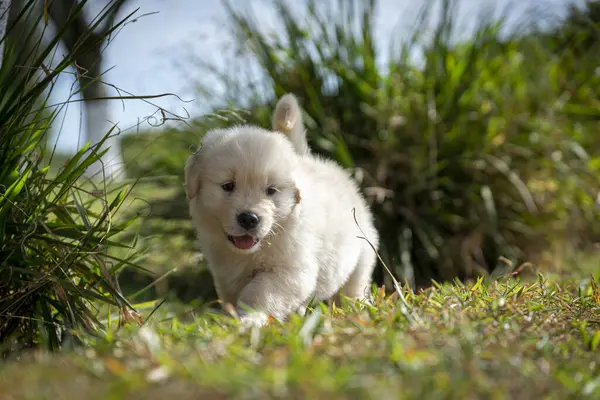 Cão Branco Grama — Fotografia de Stock