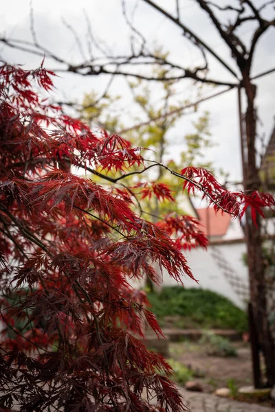 Piękne Botaniczne Ujęcie Naturalna Tapeta — Zdjęcie stockowe