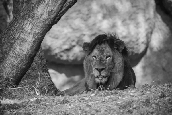Mannelijke Leeuw Savanne Van Afrika — Stockfoto