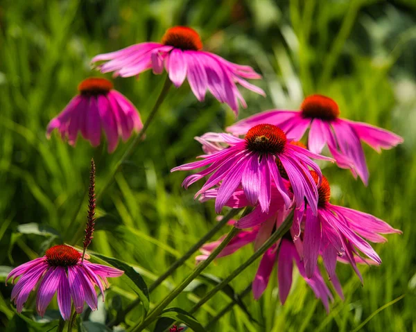 Hermosas Flores Que Crecen Jardín — Foto de Stock