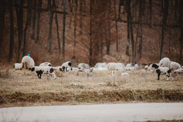 田野里的羊 — 图库照片