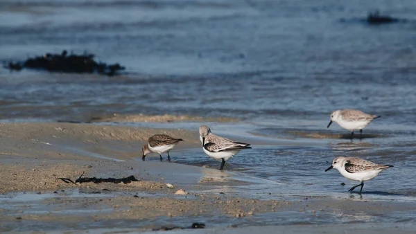 Une Mouette Sur Plage — Photo