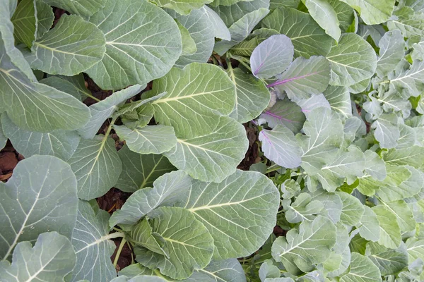 Cabbage Leaves Garden — Stock Photo, Image