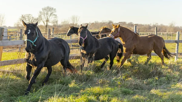 Caballos Campo —  Fotos de Stock