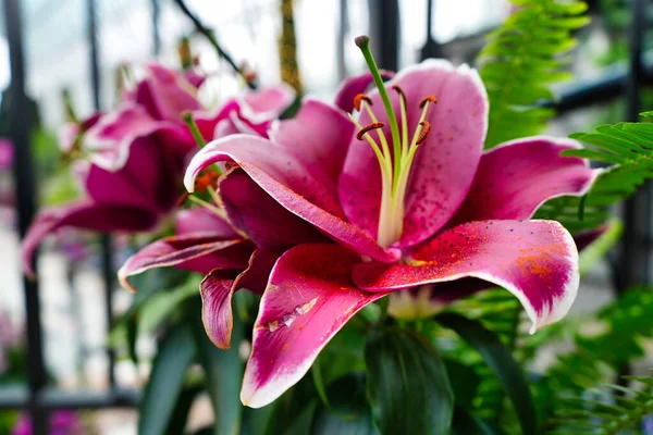 Belle Fleur Orchidée Dans Jardin — Photo