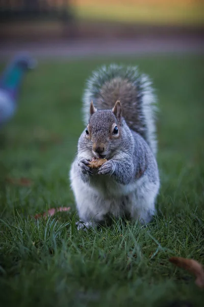 Écureuil Dans Parc — Photo