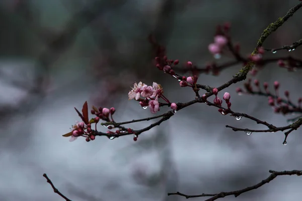 Красивый Весенний Цветок Вишни Природная Флора — стоковое фото