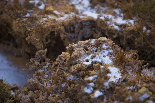 砂の中の枯れ木のクローズアップ — ストック写真