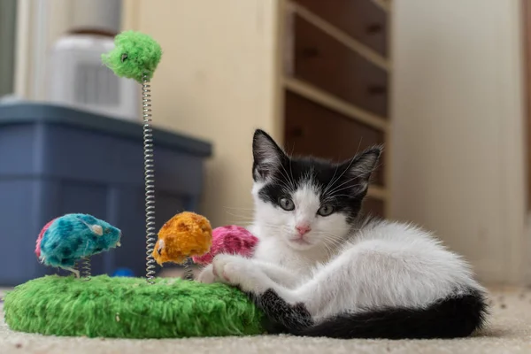 Schattig Kat Met Een Speelgoed — Stockfoto