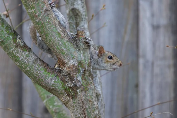 Eichhörnchen Auf Einem Ast — Stockfoto