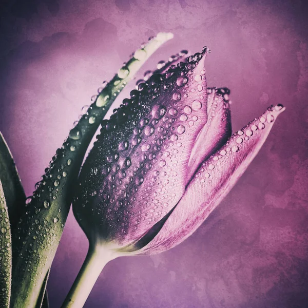 Mooie Roze Tulp Bloem Een Witte Achtergrond — Stockfoto