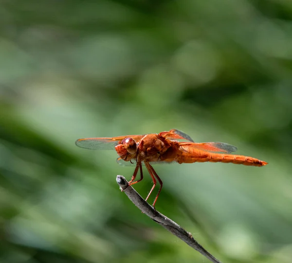 Libélula Uma Folha Verde — Fotografia de Stock