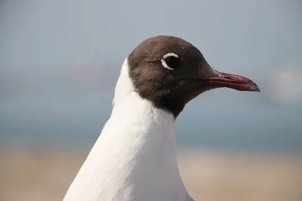 Belle Photo Oiseau Dans Habitat Naturel — Photo