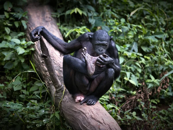 Primer Plano Orangután — Foto de Stock