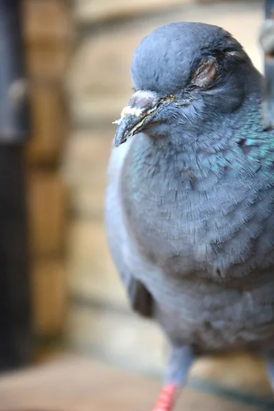 Närbild Vit Duva — Stockfoto