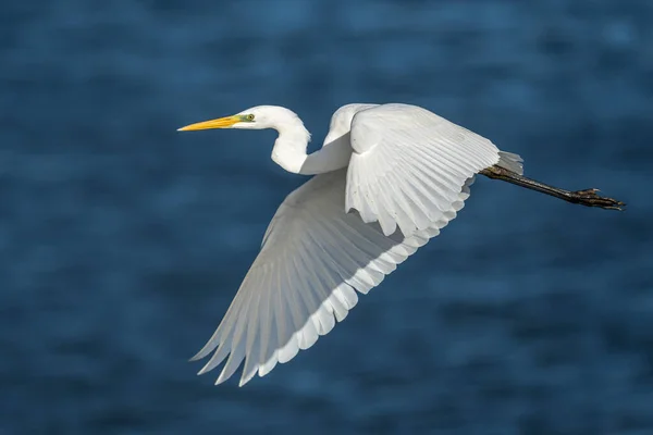 Eine Nahaufnahme Eines Weißen Pelikans Der Einem Blauen Himmel Fliegt — Stockfoto