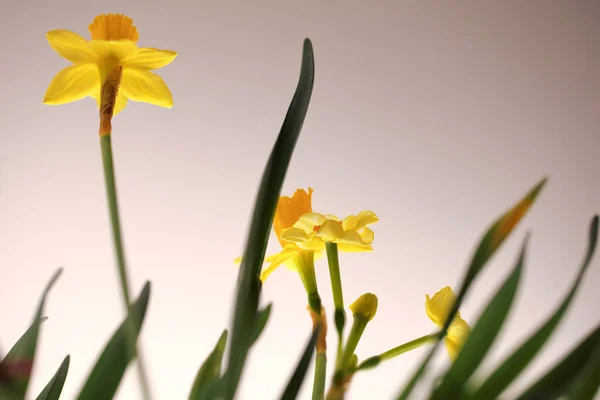 Красивые Желтые Нарциссы Саду — стоковое фото