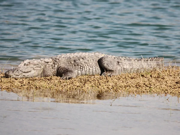 Krokodil Folyó Vizében — Stock Fotó