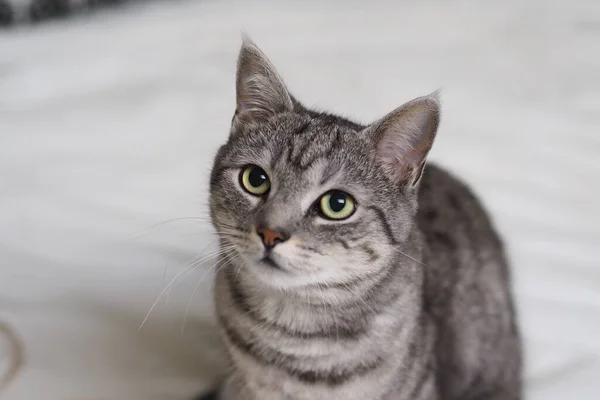 Retrato Gato Bonito — Fotografia de Stock