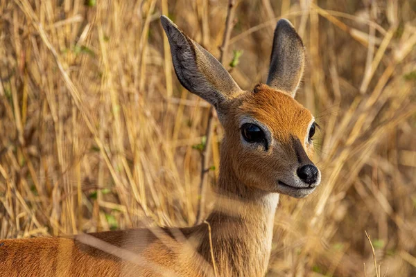 Gros Plan Jeune Cerf Regardant Caméra — Photo