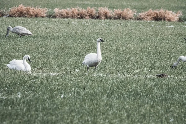 Cigogne Blanche Sur Herbe — Photo