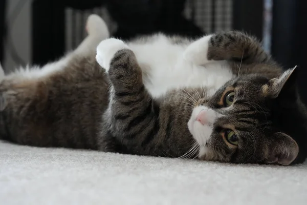 Süße Katze Auf Dem Sofa — Stockfoto