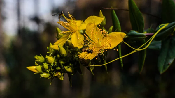 Schöne Botanische Aufnahme Natürliche Tapete — Stockfoto