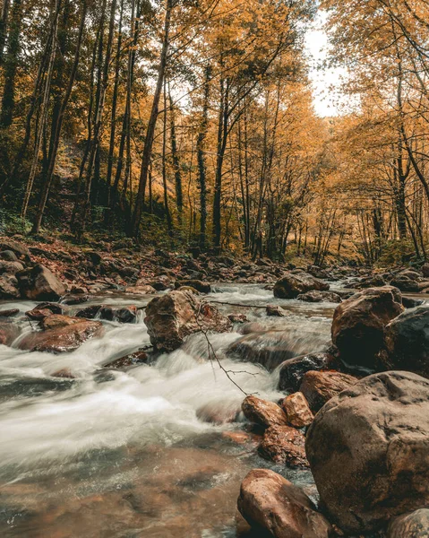 Krásná Řeka Lese — Stock fotografie