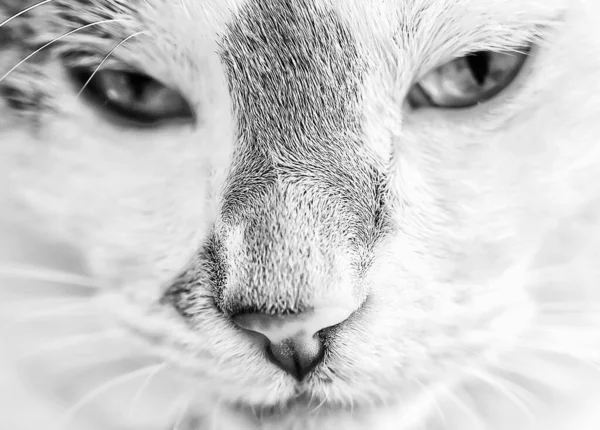 Cat White Eyes — Stock Photo, Image