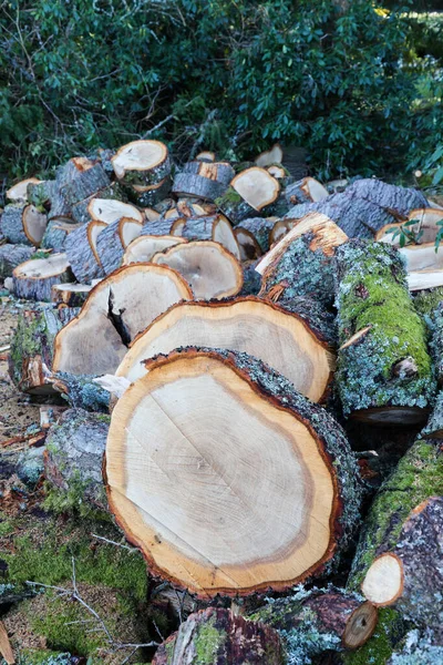 Schnitt Eines Holzstapels — Stockfoto