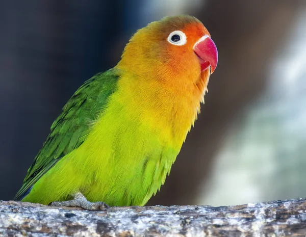 Detailní Záběr Krásného Papouška Sedícího Větvi — Stock fotografie