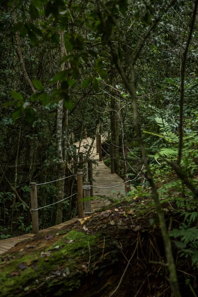 森林中一座木桥的垂直截图 — 图库照片